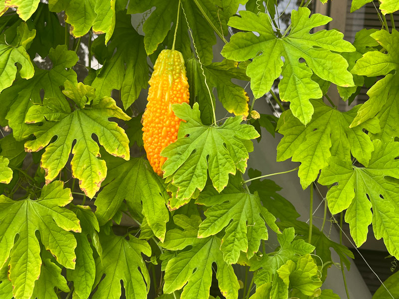 緑のカーテンの写真