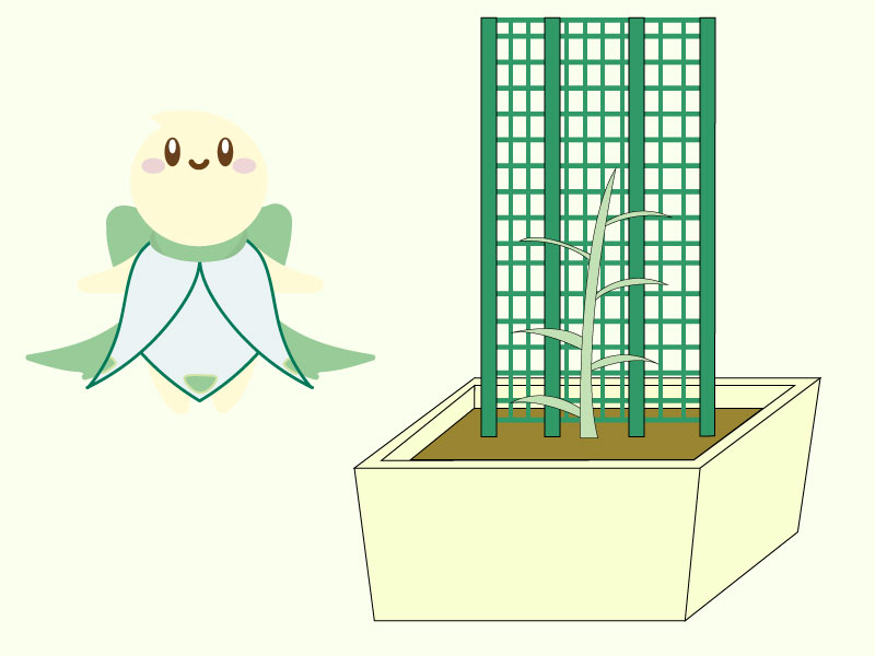 成長途中の緑のカーテンのイラスト