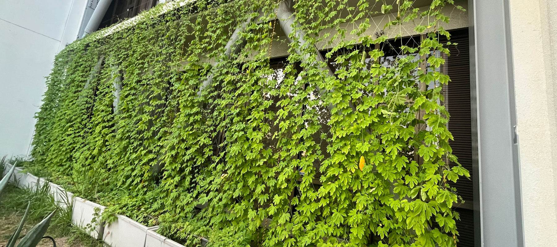 斜め右から見た緑のカーテン