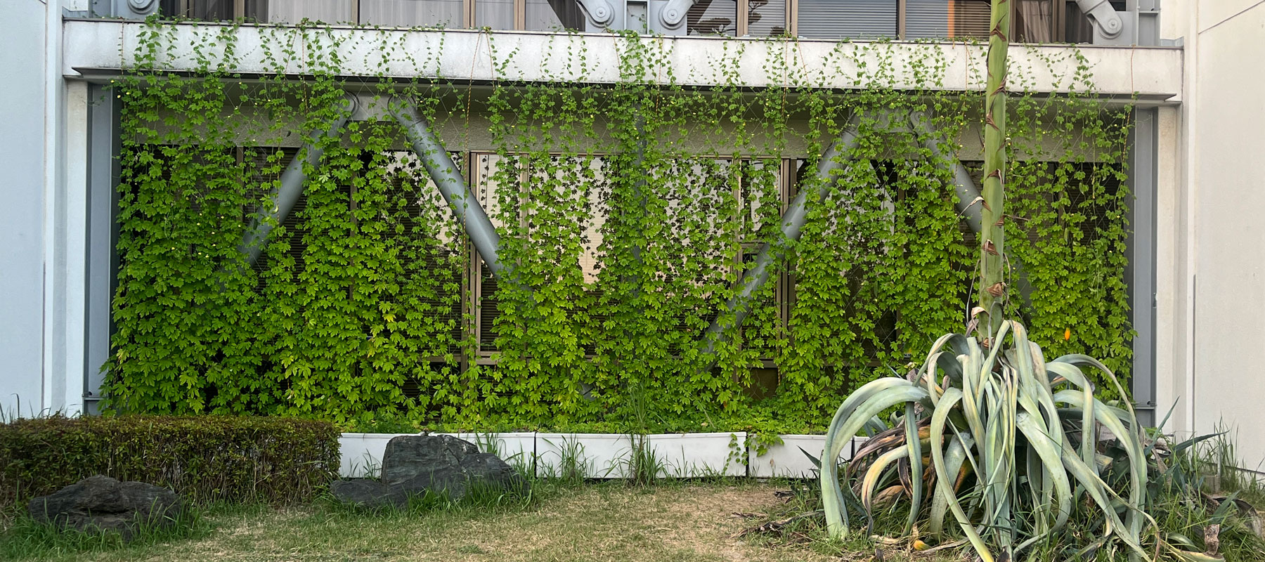 正面から見た緑のカーテン