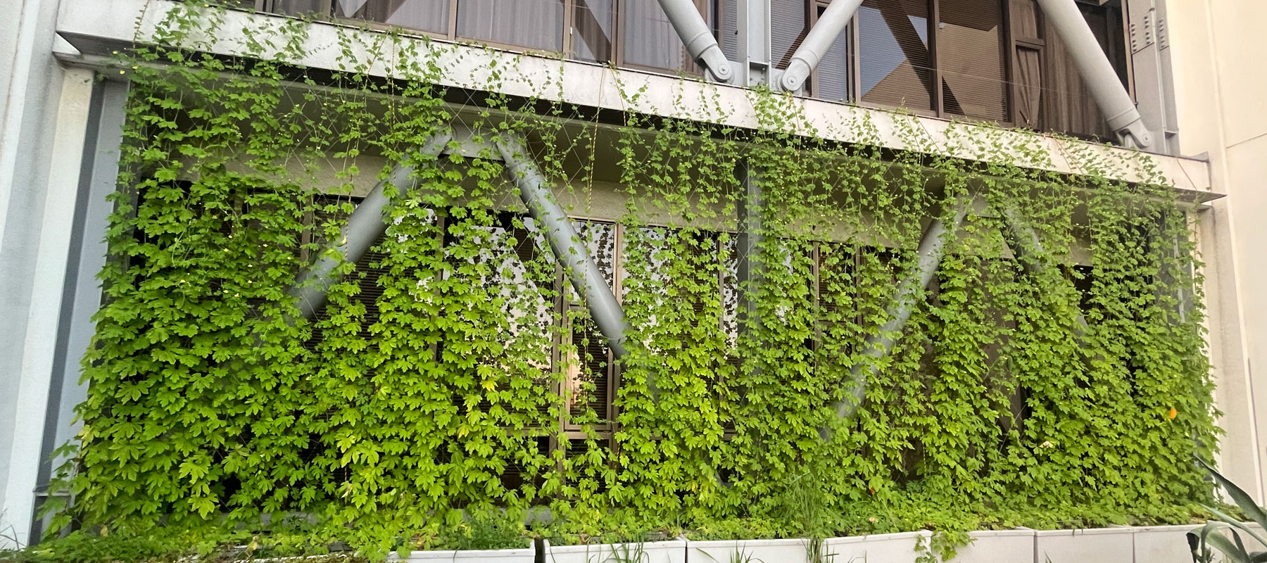 斜め左から見た緑のカーテン