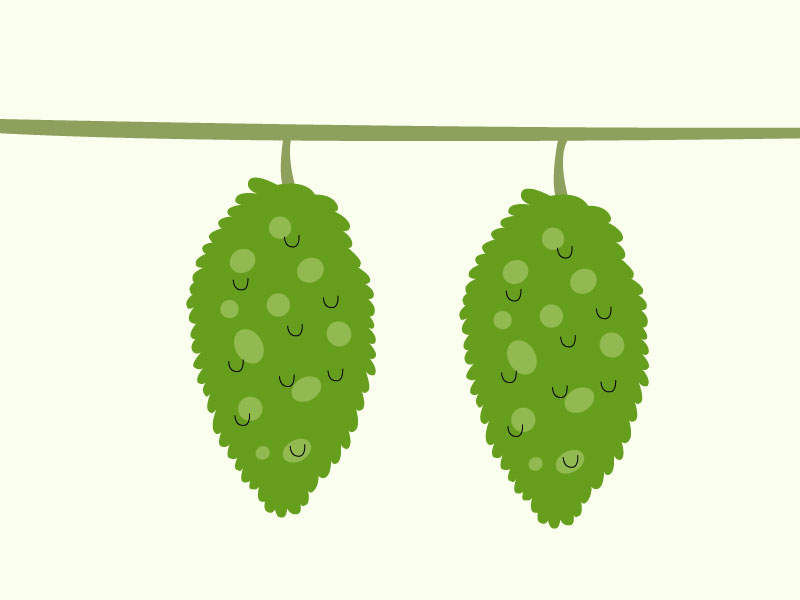 ゴーヤのイラスト