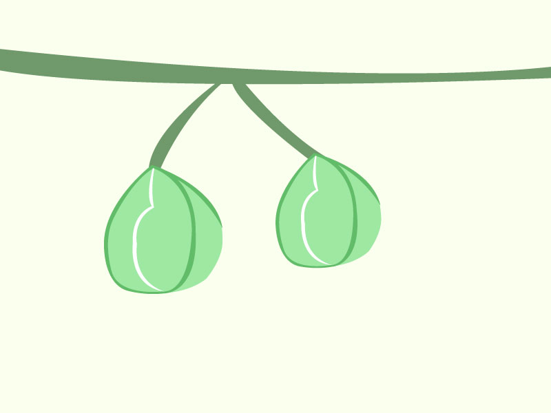 フウセンガズラのイラスト