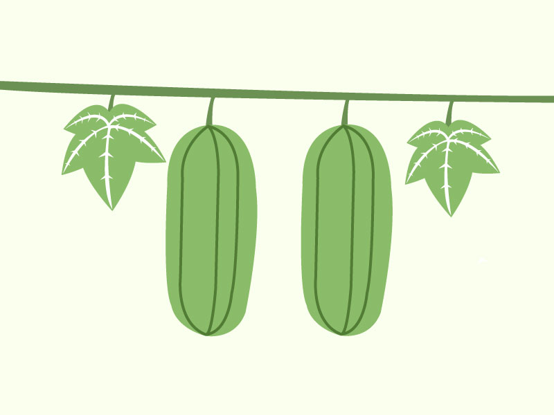 ヘチマのイラスト
