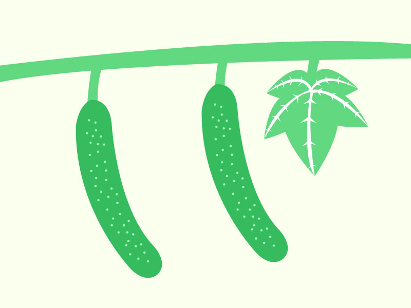キュウリのイラスト