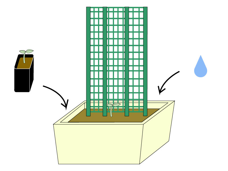 プランターに苗と水を入れたイラスト