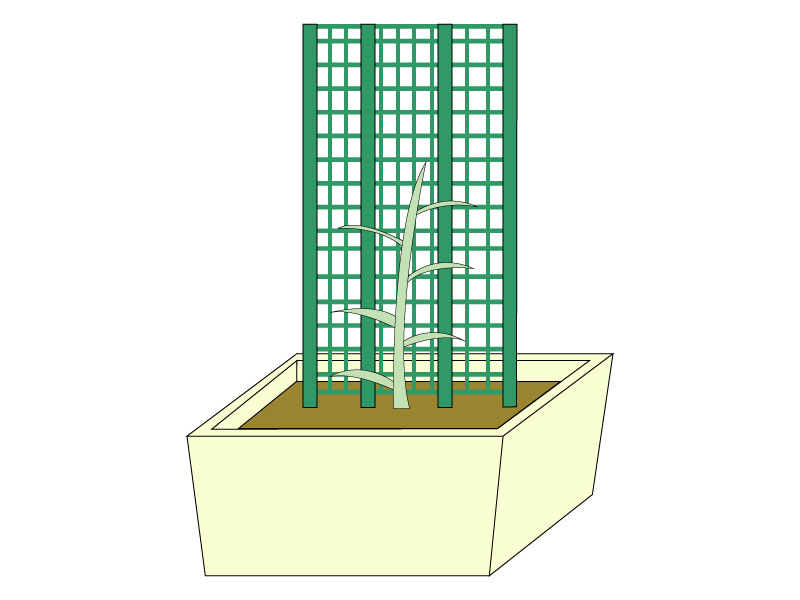 植物の芽を摘芯したイラスト